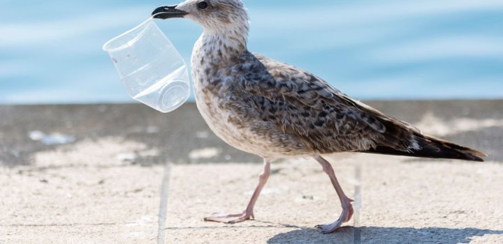 , Les microplastiques détraquent le système digestif des oiseaux marins
