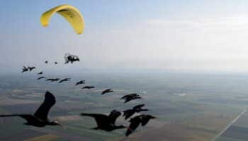 , Jura Des oiseaux migrateurs guidés dans leur voyage par des pilotes d&rsquo;ULM