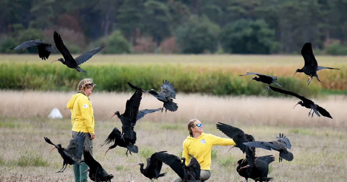 , Jura ULM qui accompagne des oiseaux migrateurs : un ibis chauve revient dans le Jura