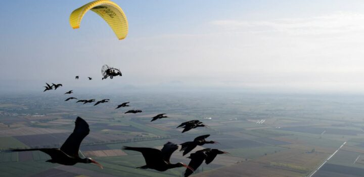 , Lons-le-Saunier Ils accompagnent des oiseaux migrateurs en ULM pour leur montrer le chemin