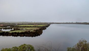 , Bassin d’Arcachon : comment la Réserve ornithologique du Teich compte-t-elle ses oiseaux sauvages