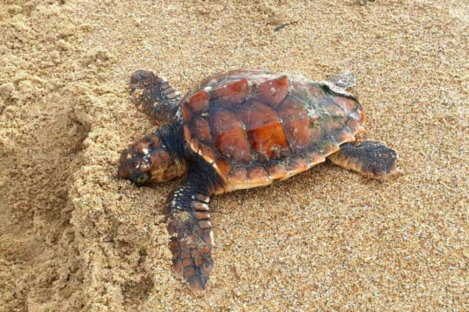 Cette tortue Caouanne a été retrouvée par un promeneur sur le sable de Surtainville (Manche), à la mi-janvier 2023.