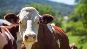 , Salon de l’agriculture : la Meuse met en avant sa filière bovine et laitière